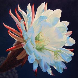 Daybreak Delight Accepted Into American Women Artists National Show